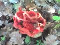 foto funghi 2 - Clathrus ruber